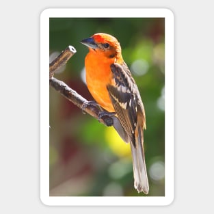 Baltimore Oriole Sticker